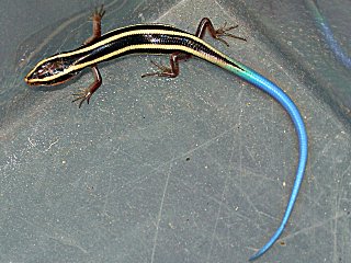 Blue-Tailed Skink temporarily in a plastic container