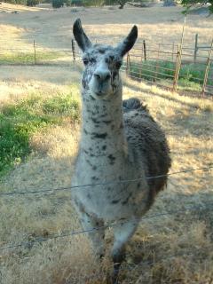 Our garbage disposal llama, Bugsy