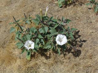 Jimson Weed