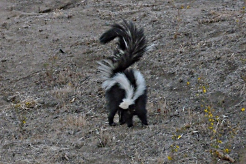 Skunk checking out squirrel holes near barns.