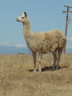 Llama Chela Rose