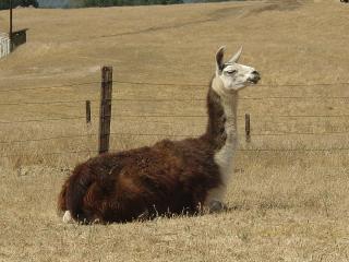 Llama Lindsay