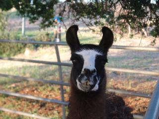 Llama Magic - a gentle old stud