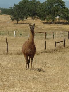 Great-great-great grandmother llama Mandy