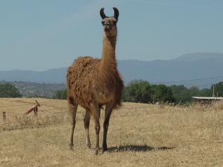 Llama named Marilla