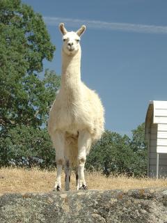 Llama McMurray - king of his hill