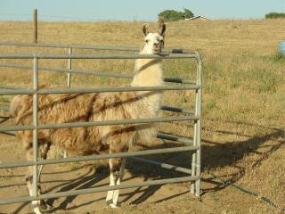 Llama Pongo - young stud want-to-be
