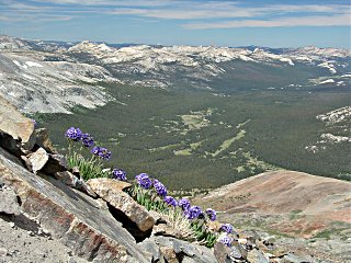 A view of Tuolumne Meadows from Mt. Dana with Sky Pilot (Polemonium eximium) flower cluster in the foreground.