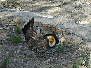 Blue grouse displaying a beautiful sunflower coloration while giving its mating call.
