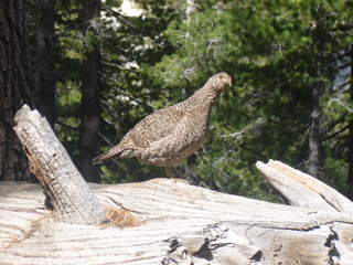 Female grouse on log.