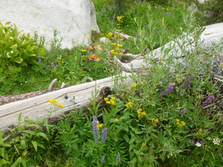 Varieties of wildflowers next to small creek.