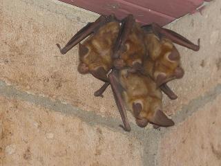 4 bats by our front door