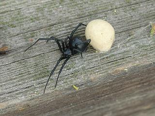 Black widow spider