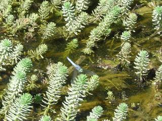 Blue Dragonfly