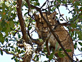 Bobcat in an oak tree staring back at photographer.