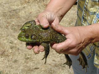 Bullfrog