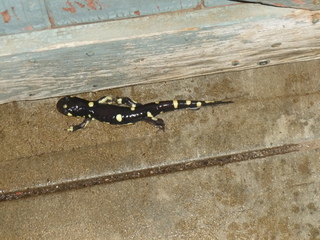 California Tiger Salamander