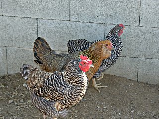 Our 3 chickens