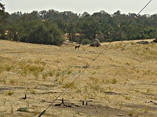 Coyote being watched by ground squirrels