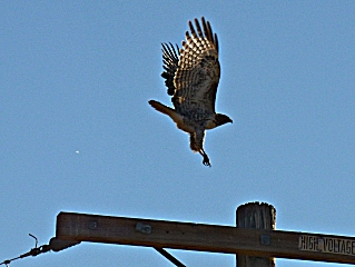 Immature bald eagle flying away from a power pole.