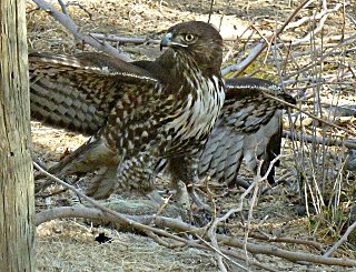 Immature bald eagle starting to dine on a ground squirrel.