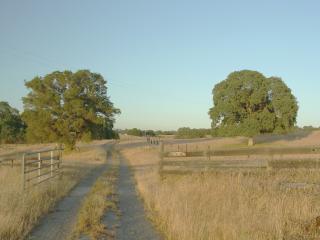 Oaks by our entrance gate