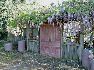 Garden Entrance in Spring 2011 with wisteria in bloom.