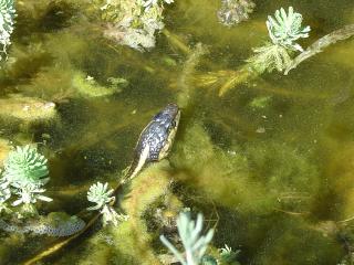 Garter snake sticking its head out of the pond