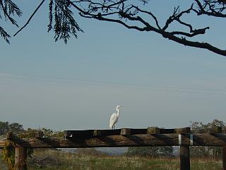 Great Egret