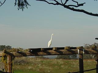 Great Egret