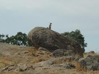 Ground squirrel