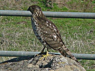 Hawk resting on a rock