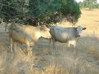 The heffers in an adjacent ranch