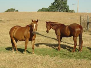 Two fine quarter horses