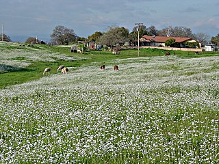 Horses and llamas among popcorn flowers