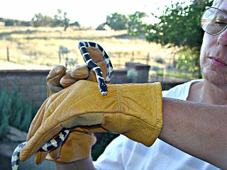 Marren holding a small King Snake