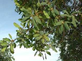 Live Oak leaves?