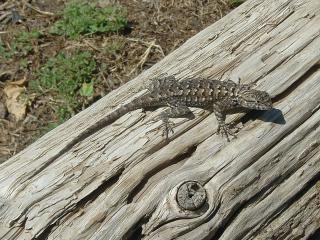 Lizard doing push-ups to stay cool