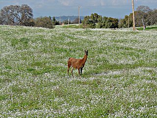 35-year old llama surrounded by popcorn flowers