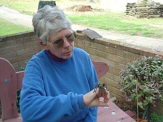 Friendly tarantula