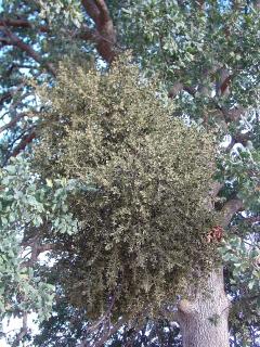 Large clump of Mistletoe on an oak