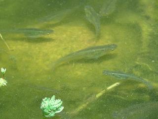 Mosquito fish in the pond