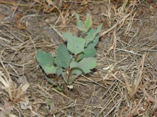 Oak seedling