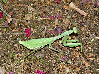 Praying Mantis