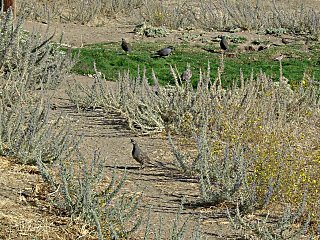 Covey of quail