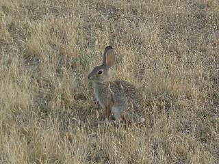 Cottontail rabbit