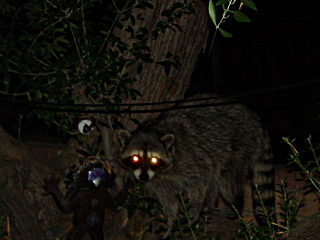 Night flash picture of a raccoon in an olive tree near our front door.