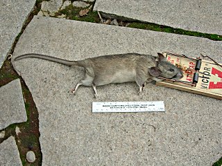 A large rat caught in trap next to a 6-inch ruler