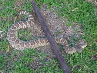 Large rattlesnake that was going to our garden