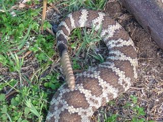 Rattlesnake's tail
